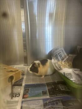 Rescue Guinea Pig Guinea Pigs for Adoption in Santa Cruz, California - BUTTERCUP | PetCurious